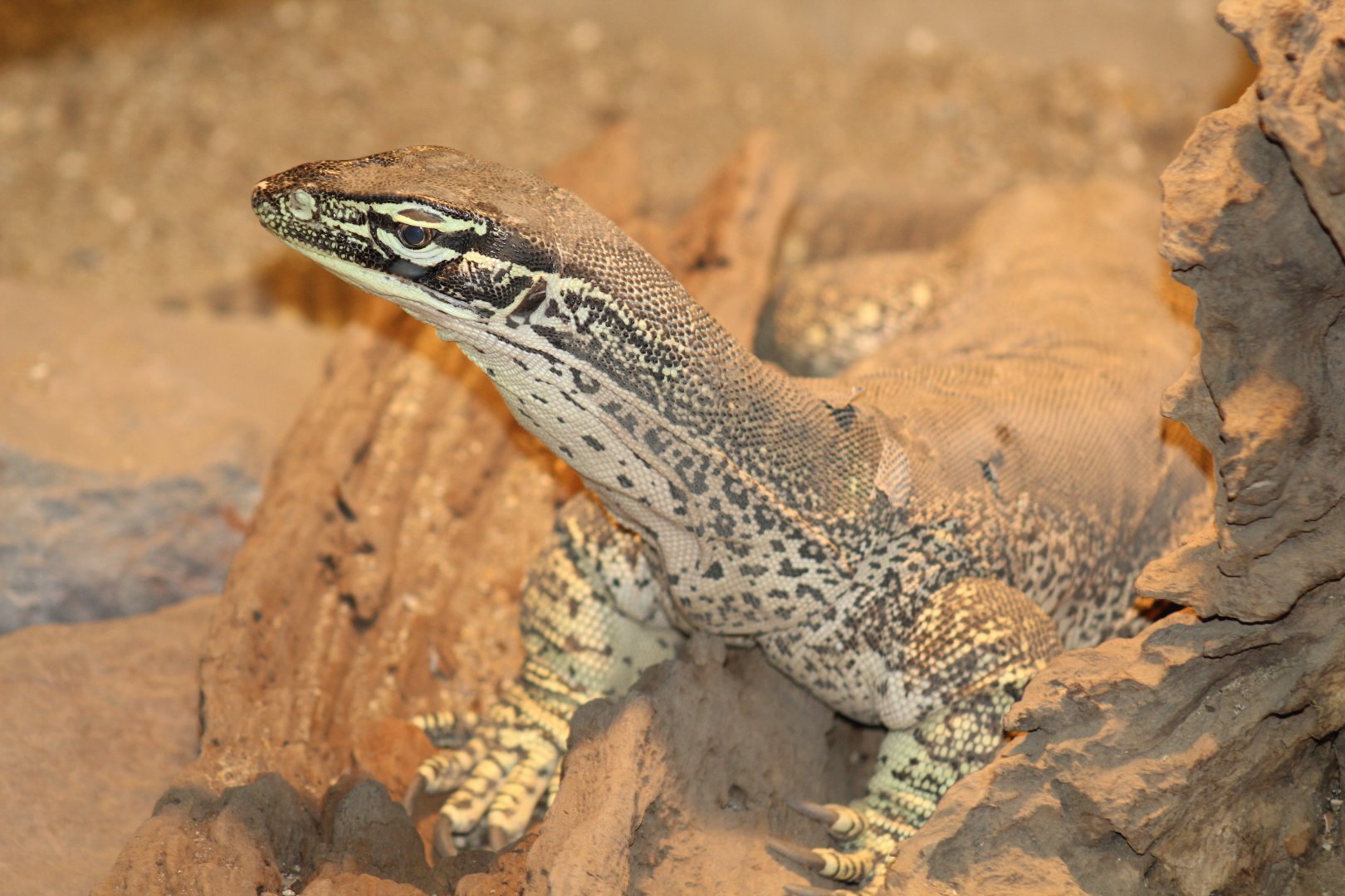 Argus Monitor