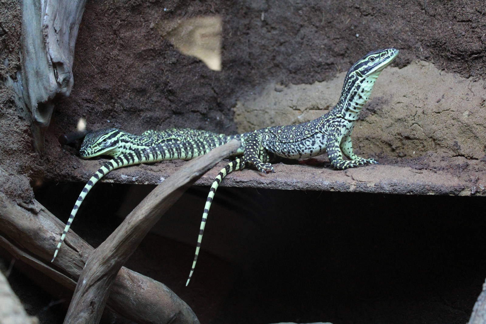 Argus Monitors - Wingham Wildlife Park