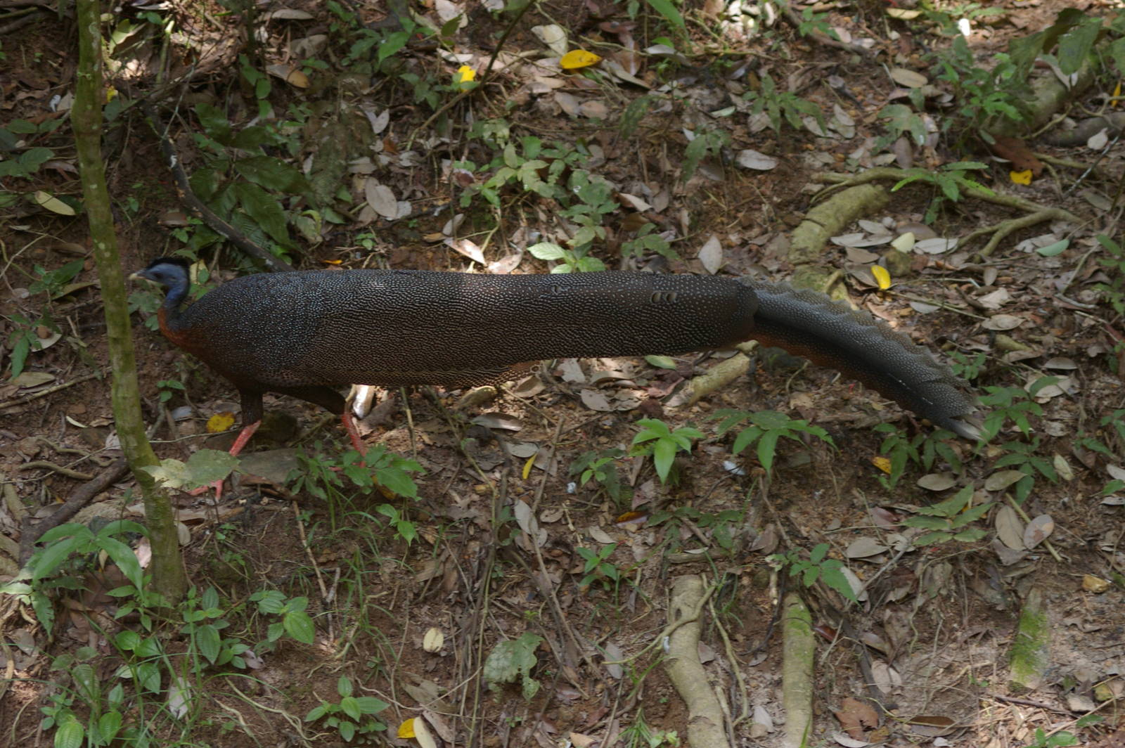 argus pheasant (Argusianus argus)
