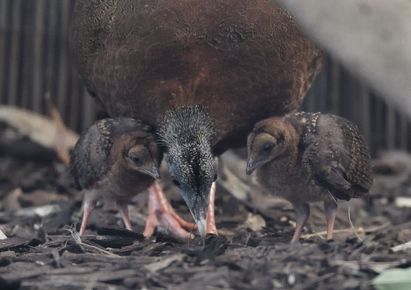 Argus pheasant hen + chicks