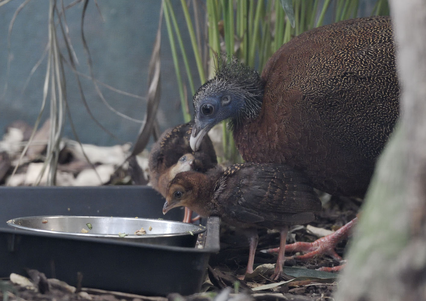 Argus pheasant hen & chicks