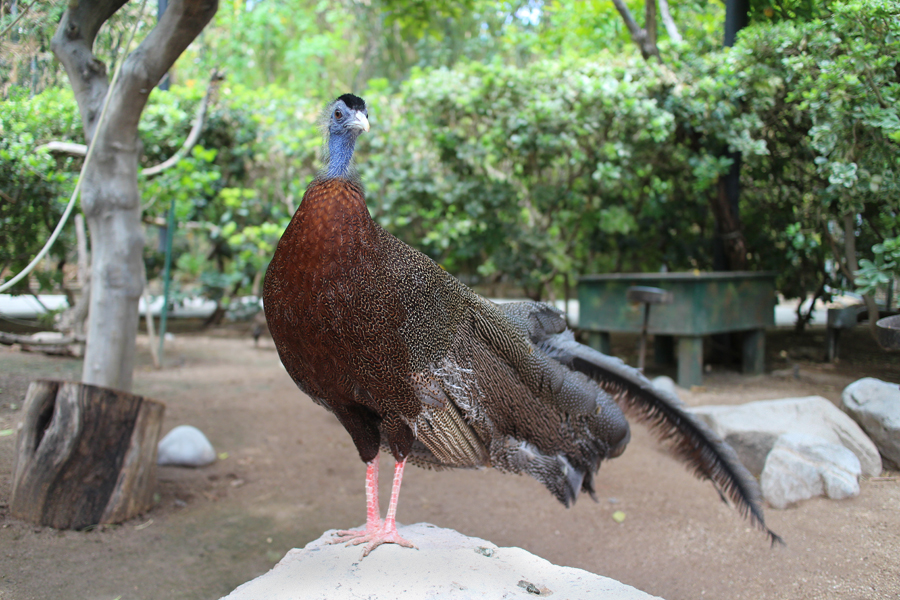 argus pheasant in walk-thru aviary