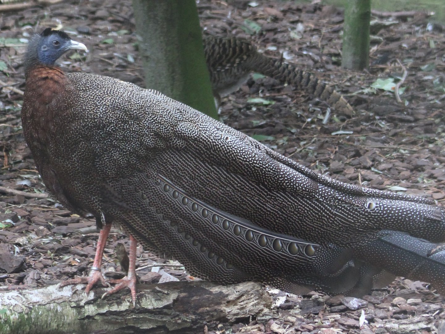 Argus pheasant - male