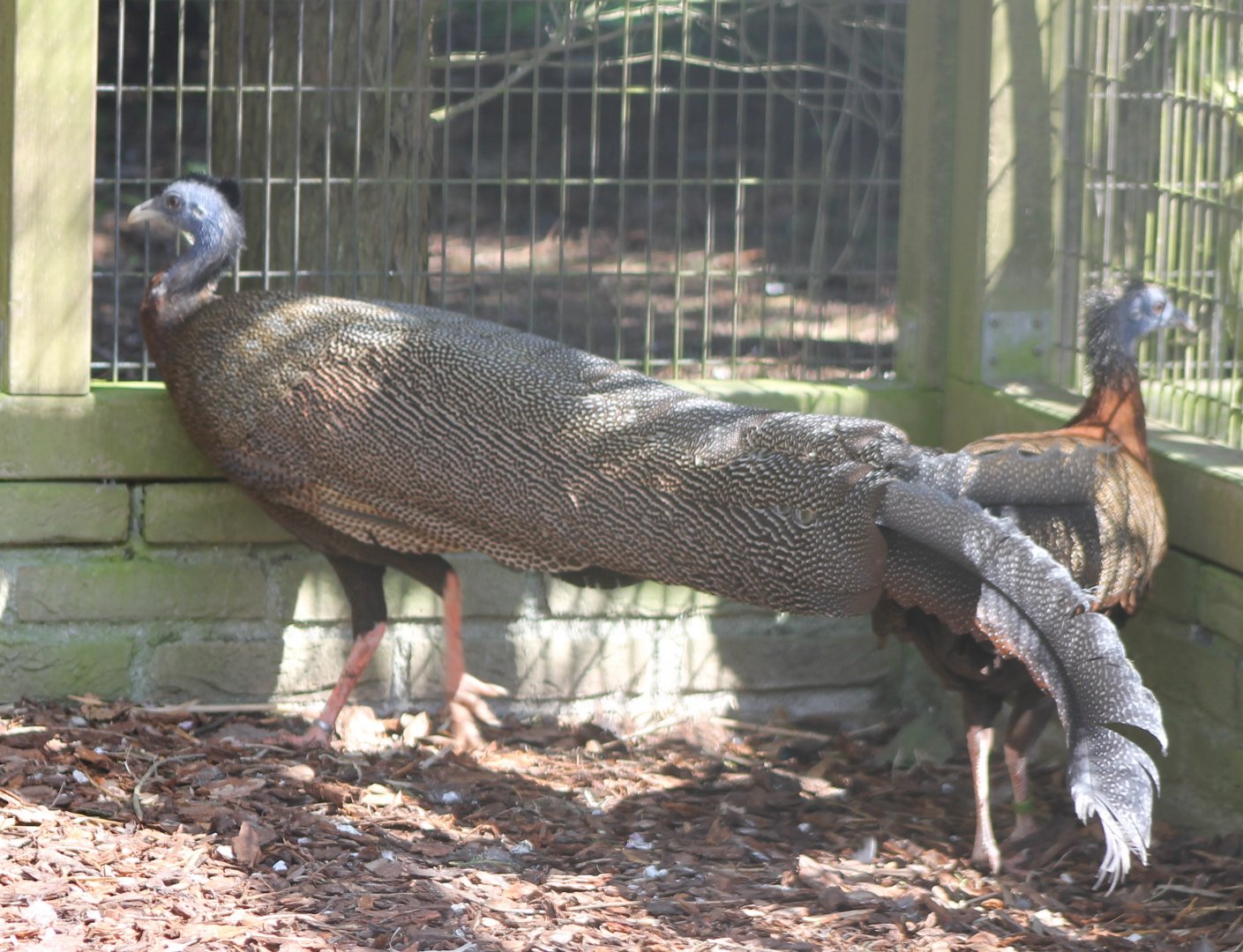 Argus pheasant-pair