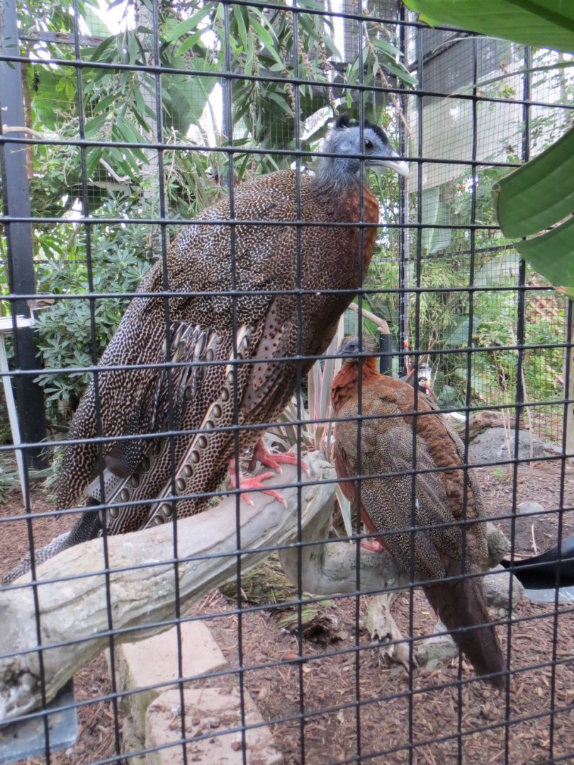 Argus Pheasants and Storm's Stork
