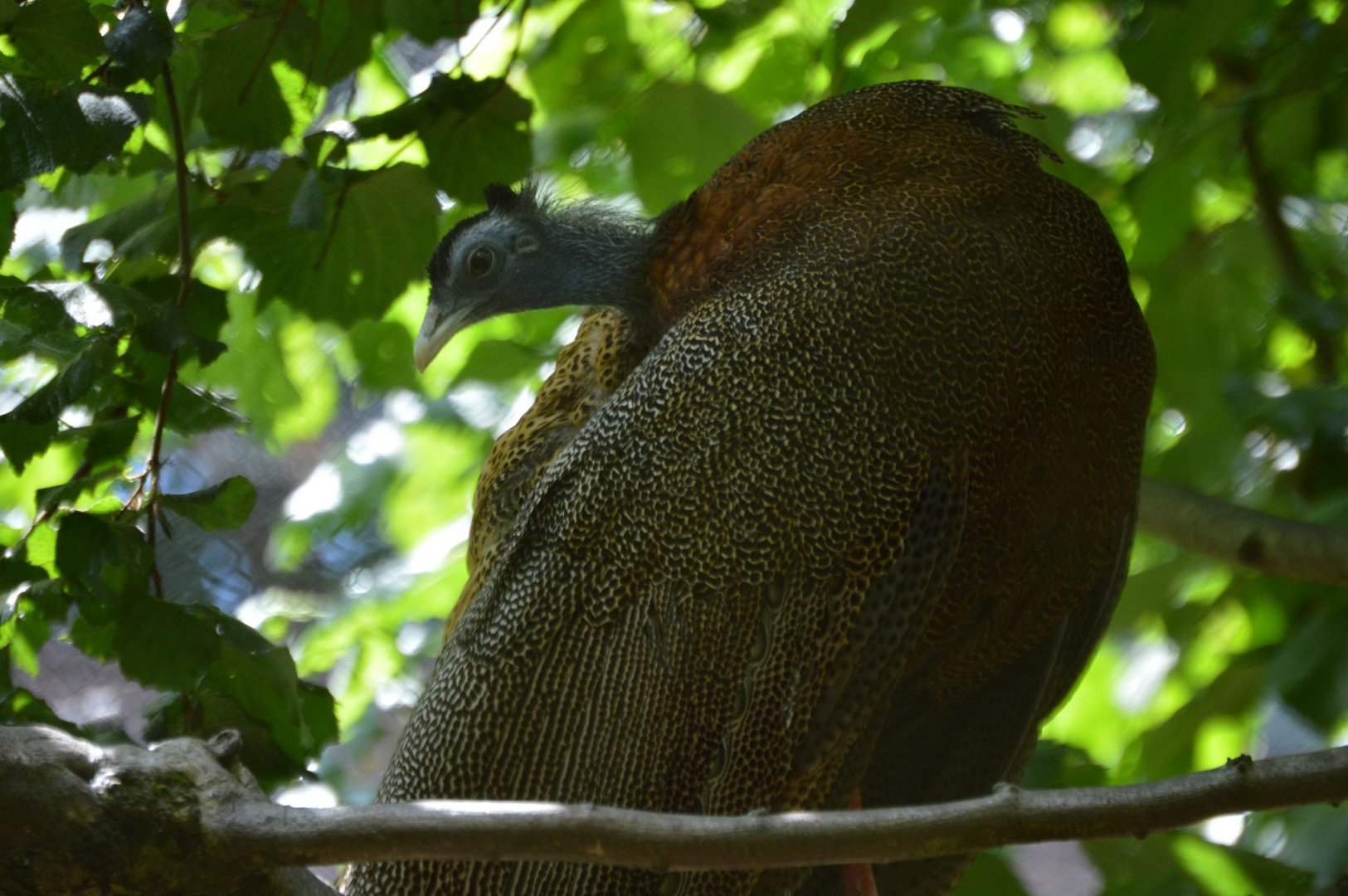 Argusianus argus argus