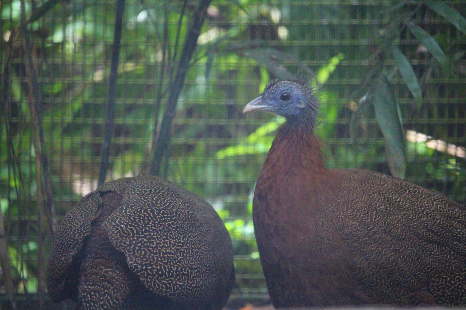 Argusianus argus / Great Argus (females)