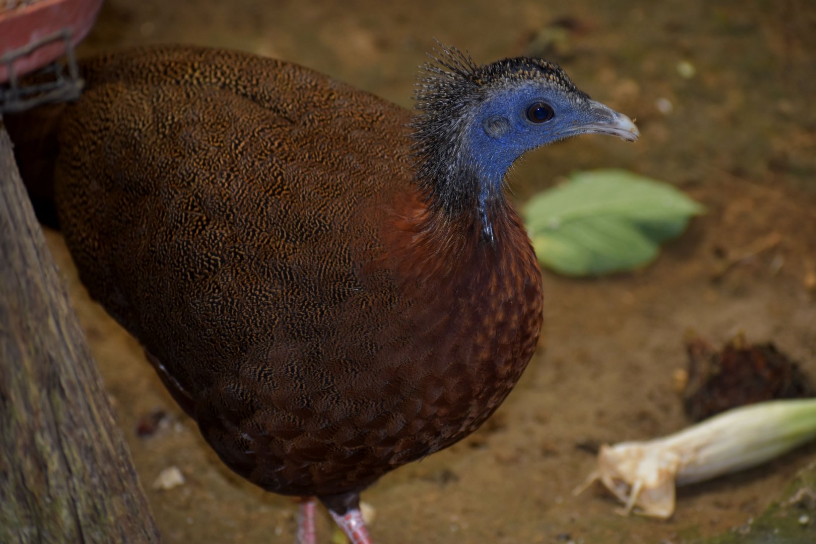 Argusianus argus - Great Argus / Zoo d'Upie 2024