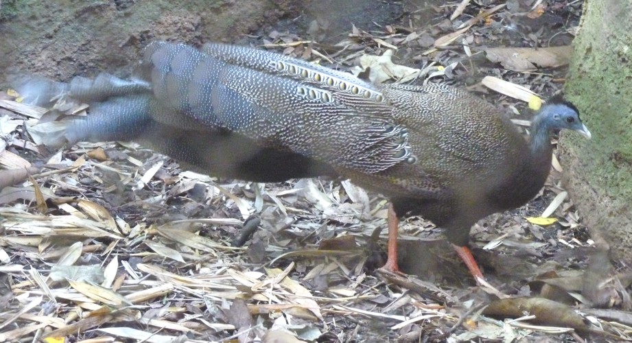Argusianus argus