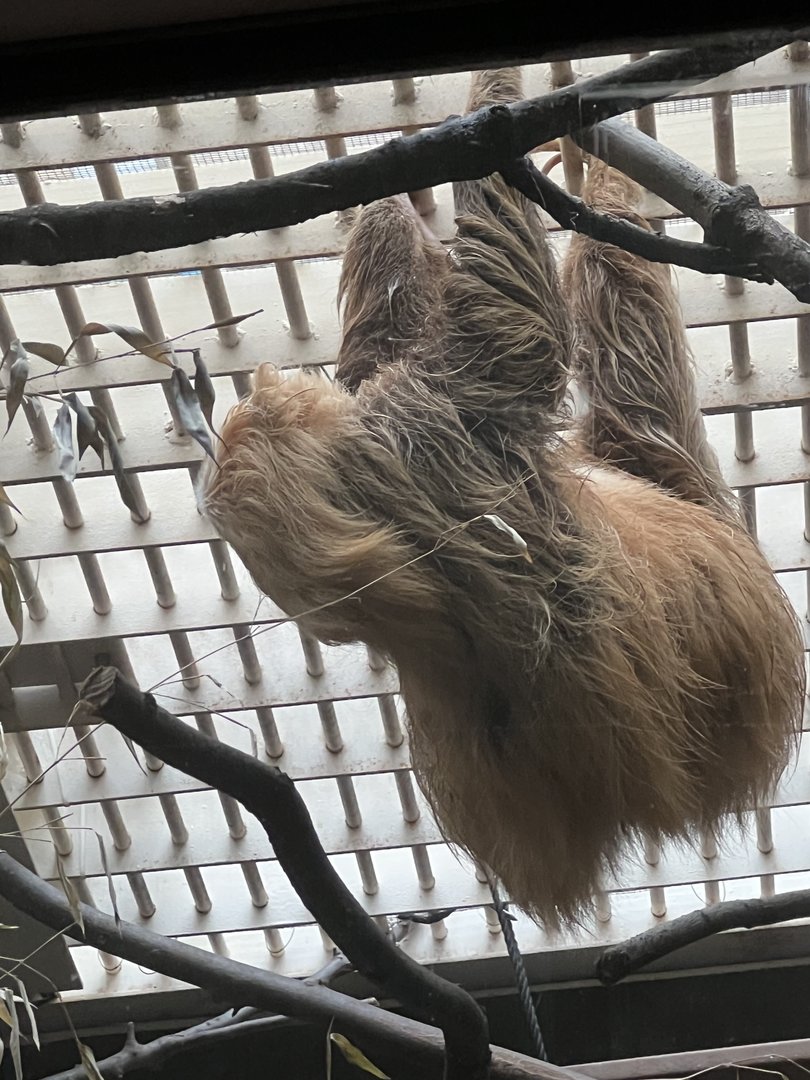 Argyle the Hoffmann’s two-toed sloth