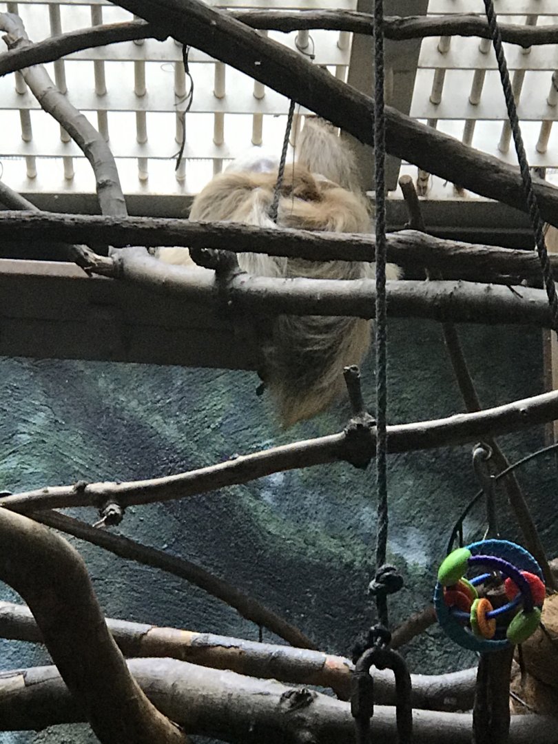 Argyle the two-toed sloth