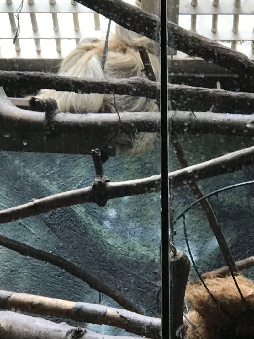 Argyle the two-toed sloth