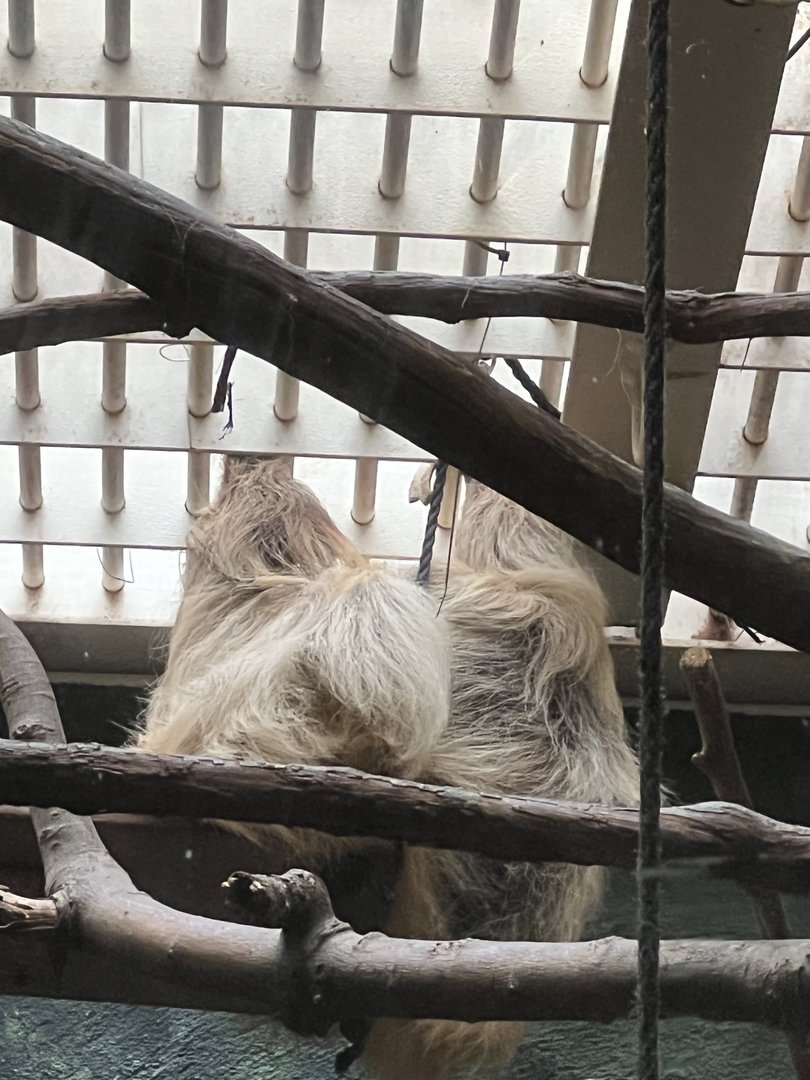 Argyle the Two-toed Sloth