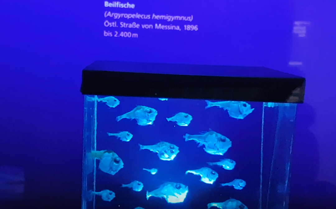 Argyropelecus hemigymnus