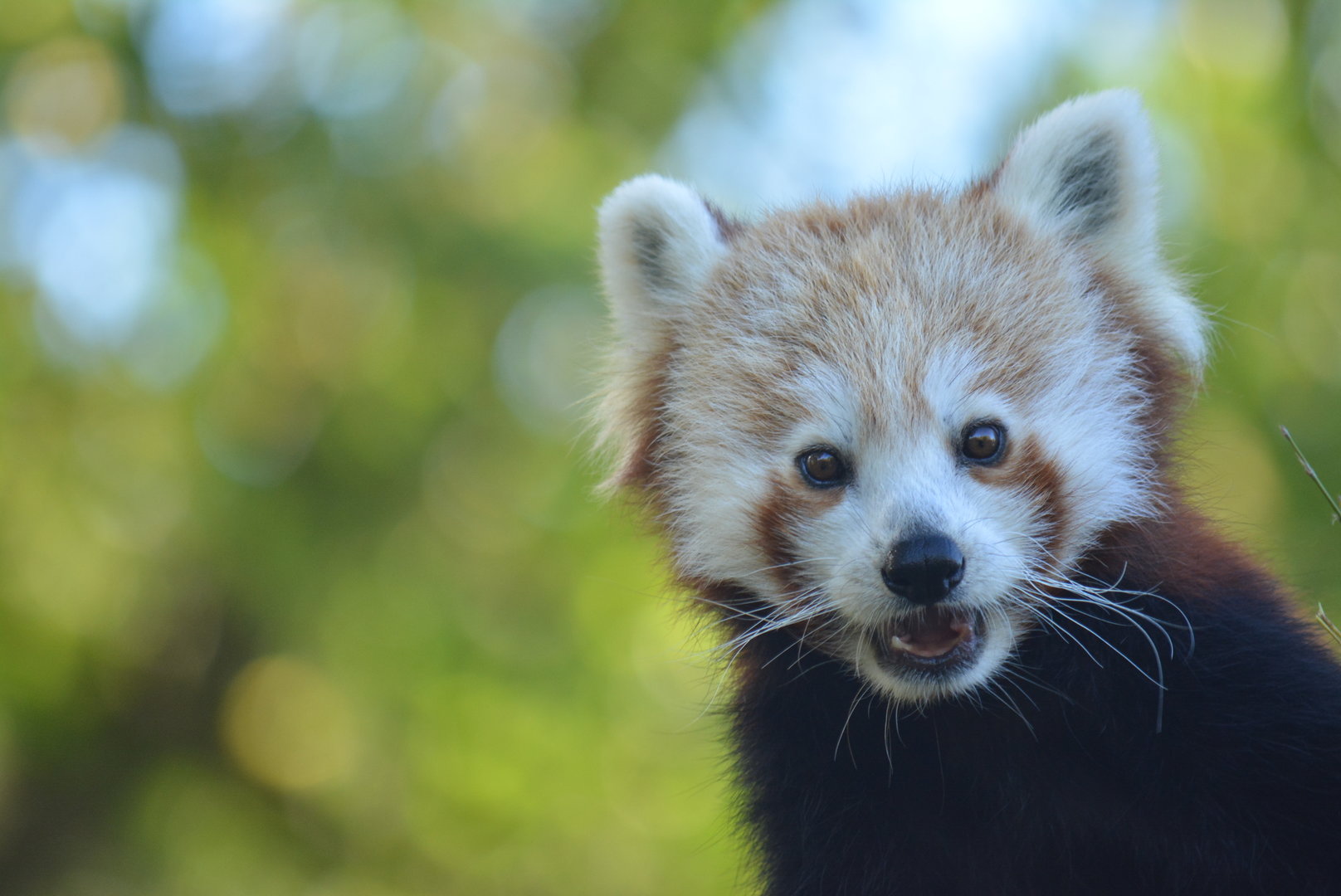 Aria, Red Panda 18/10/2022
