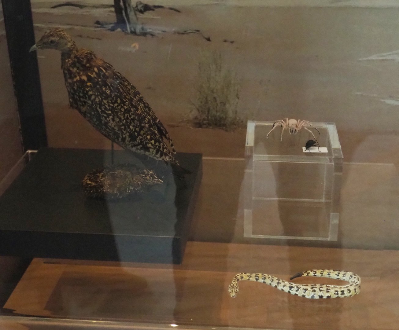 Arid habitats specimens and replicas, 2021-10-20