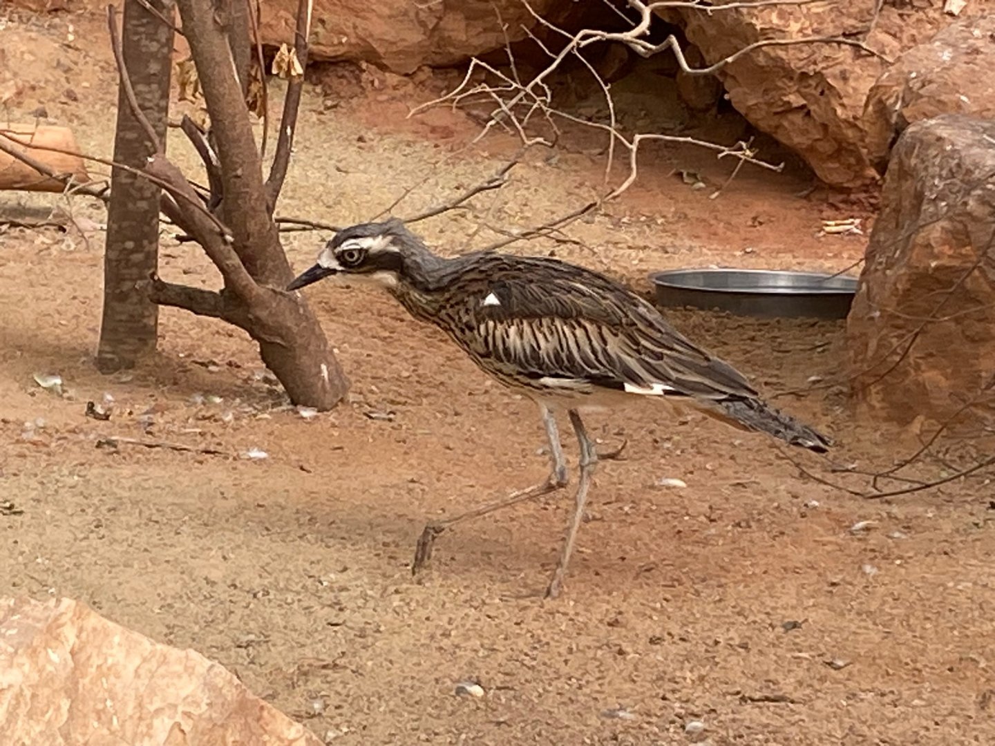 Arid Lands - Bush thick-knee 290923