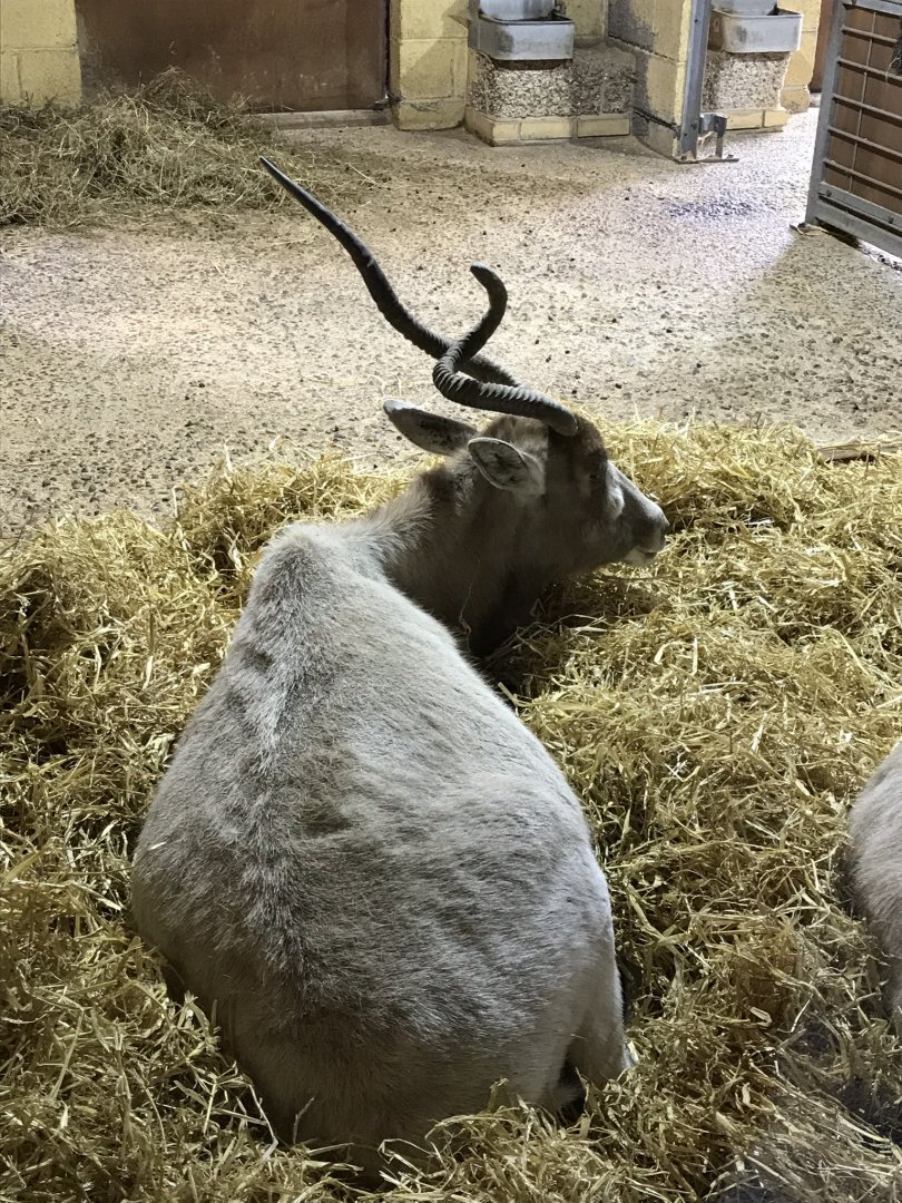 Aridlands House - Addax 110519