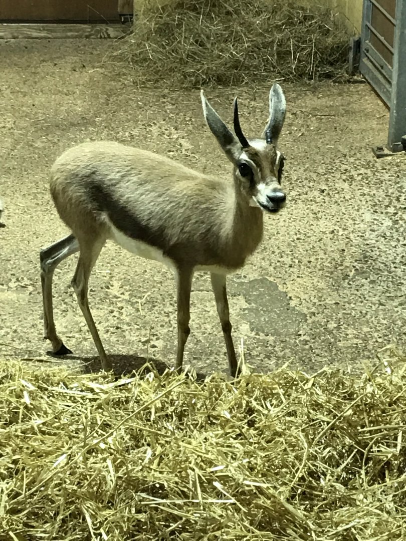 Aridlands House - Saharan Dorcas gazelle 110519