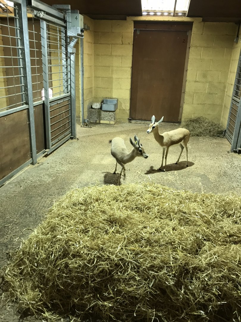 Aridlands House - Saharan Dorcas gazelles 110519