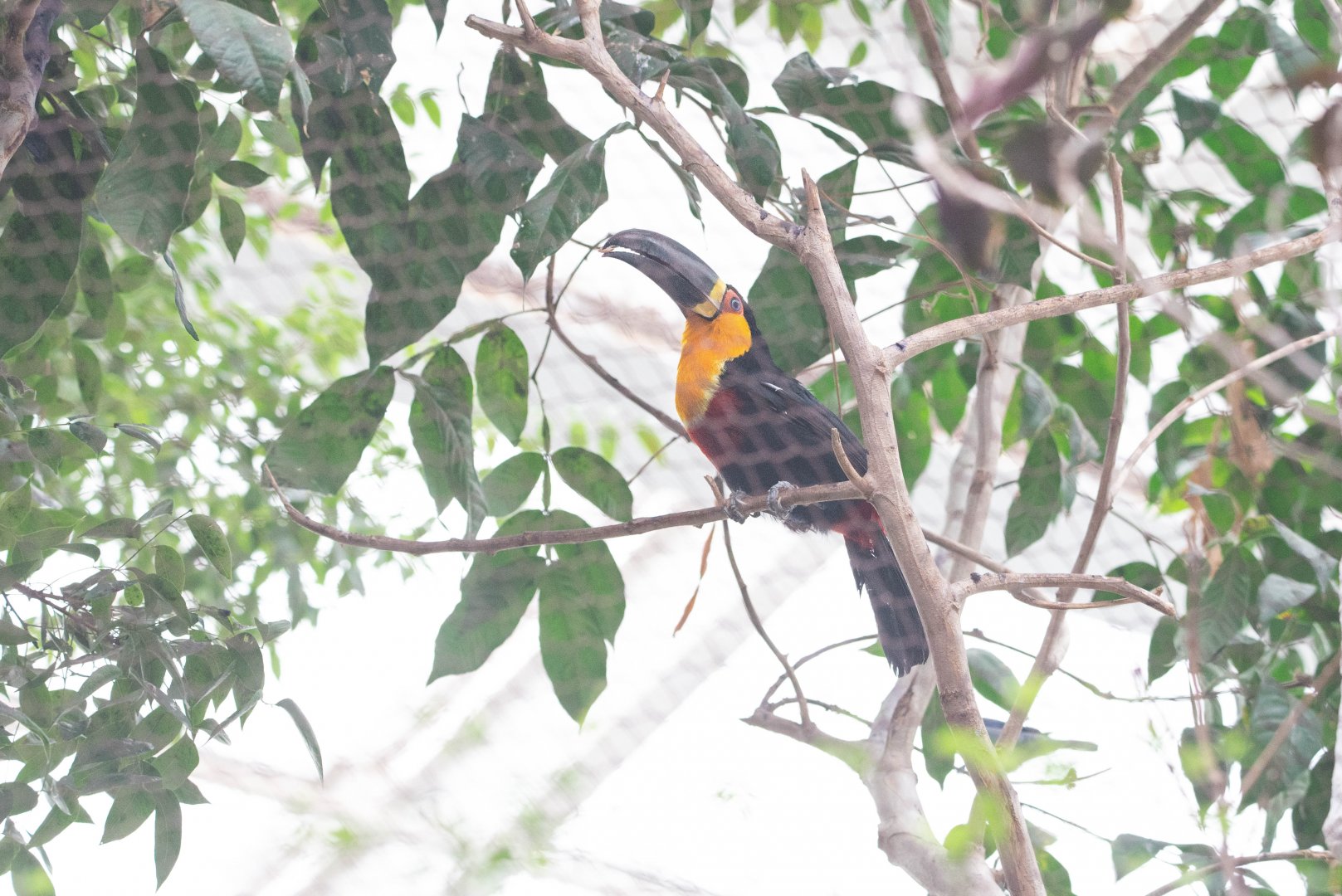 Ariel Toucan- Ramphastos (vitellinus) ariel