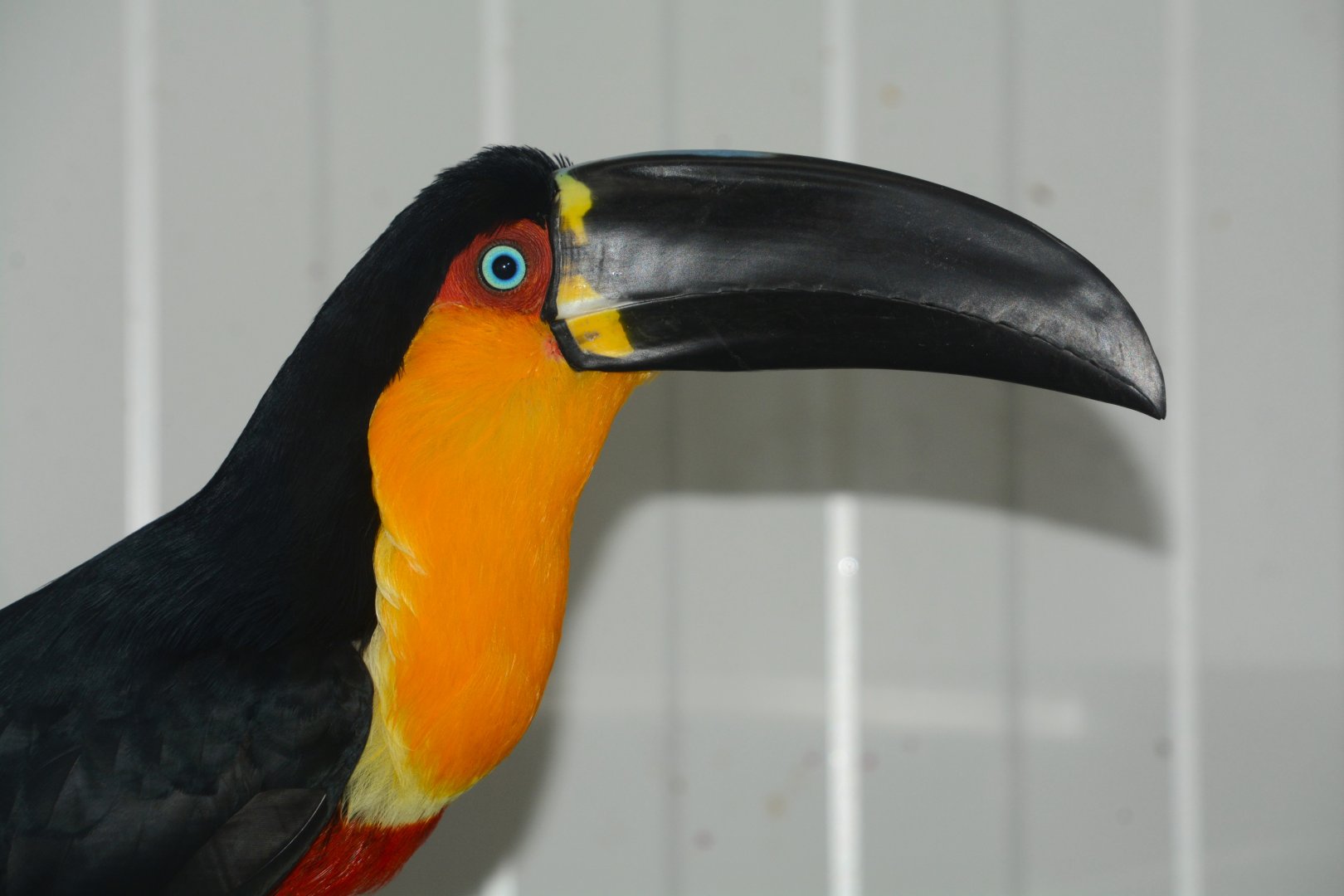 Ariel toucan (Ramphastos vitellinus ariel)