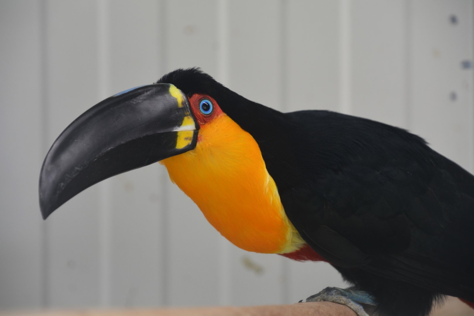 Ariel toucan (Ramphastos vitellinus ariel)