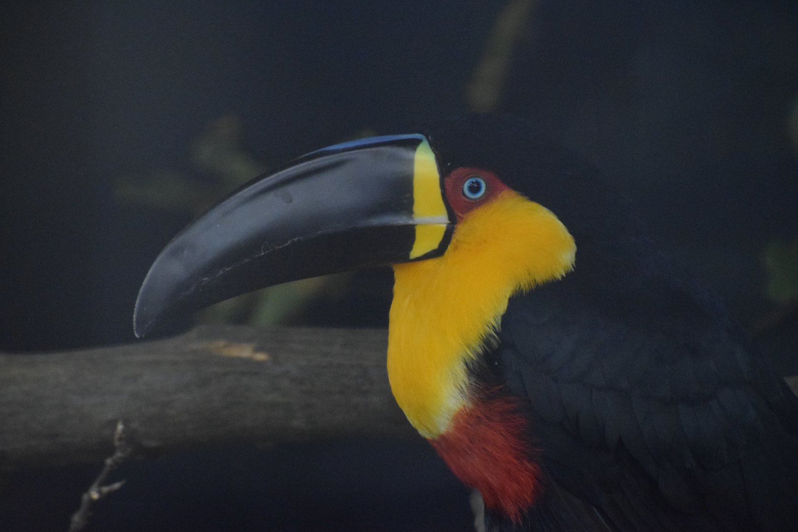Ariel  toucan