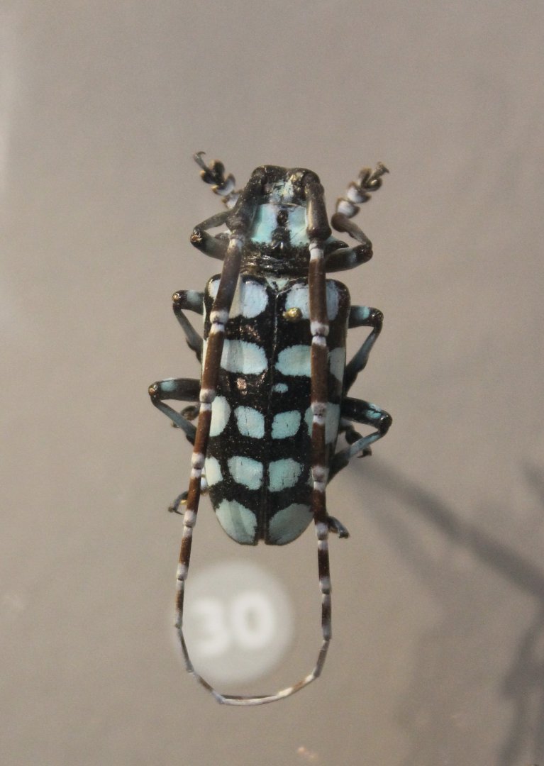 Aristobia approximator