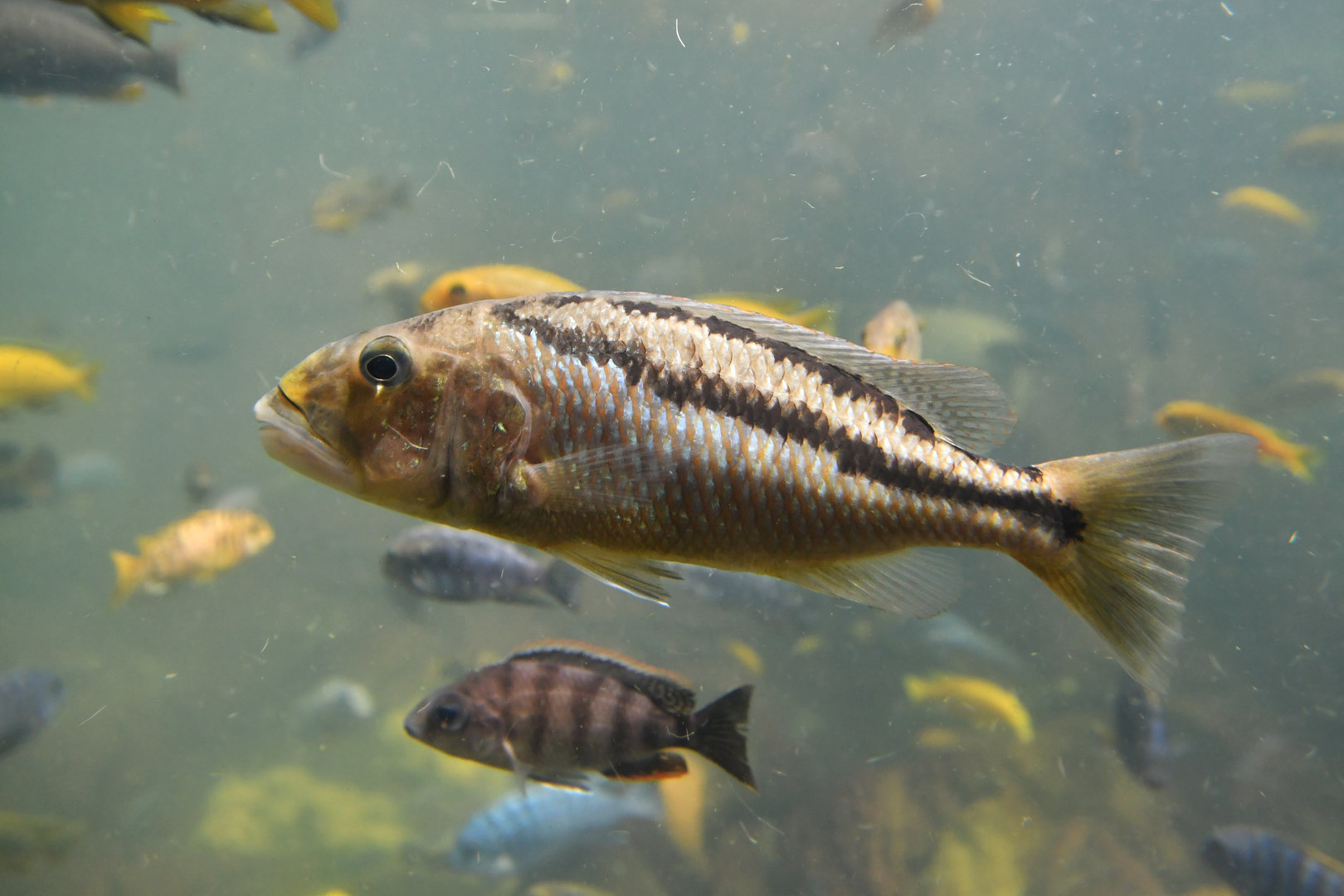 Aristochromis christyi