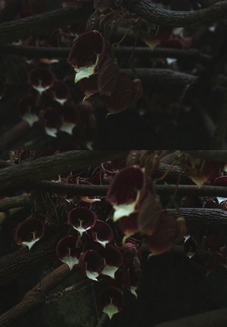 Aristolochia arborea flowers (Sep 16th, 2018)