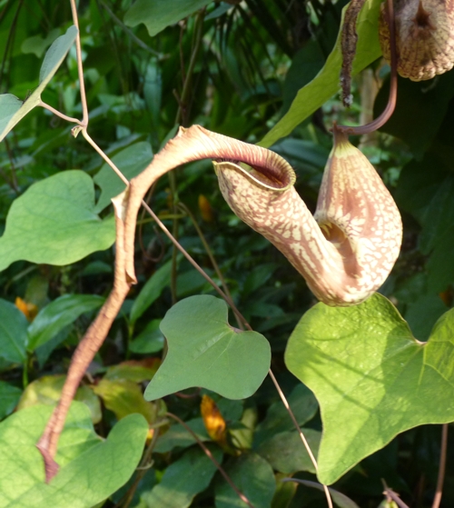 Aristolochia paulistana???