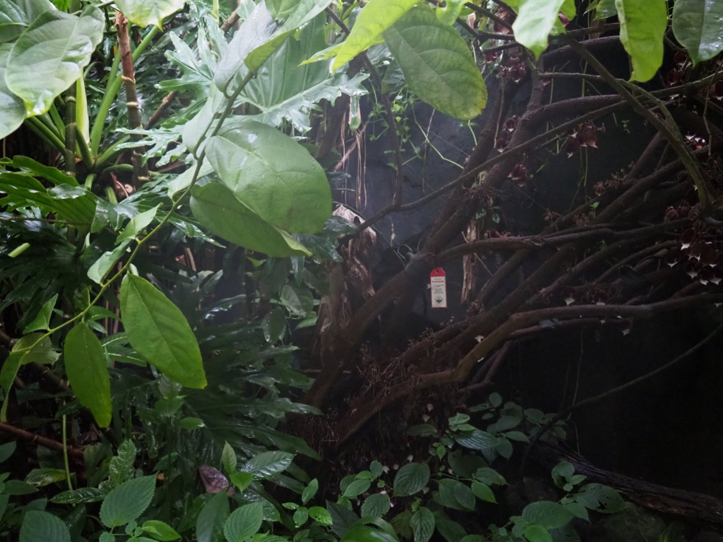 Aristolochia tree (Aristolochia arborea), Sep 16th, 2018