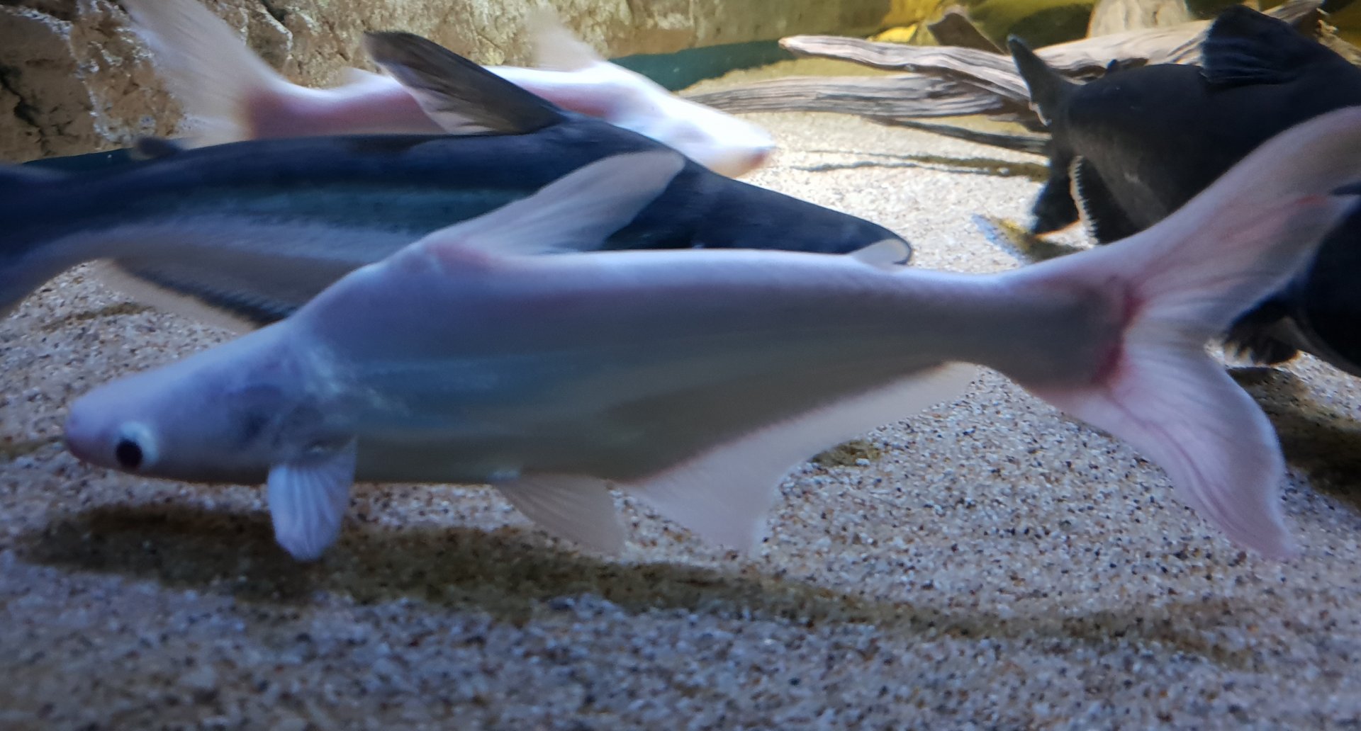 Arius species - white  form