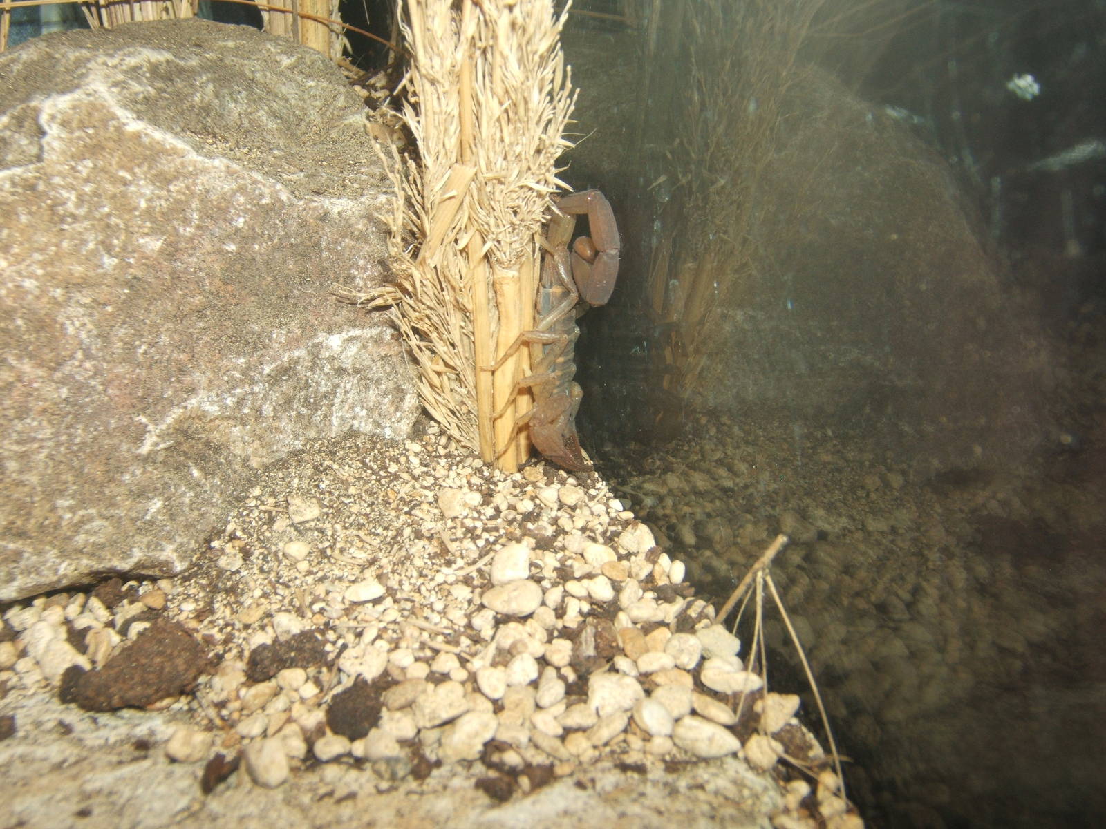 Arizona Bark Scorpion (Centuroides sculpturatus)