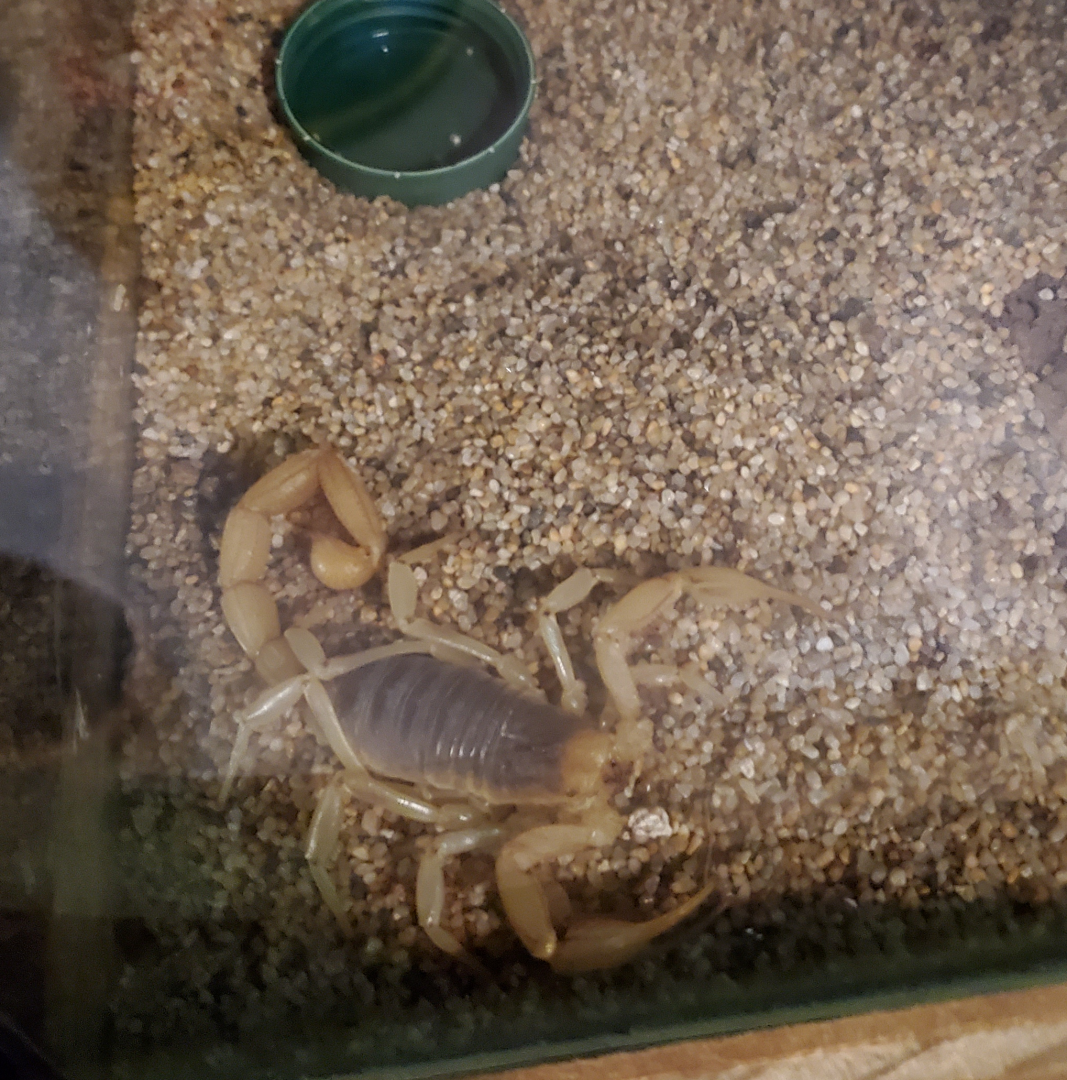 Arizona Bark Scorpion - Goldfield Ghost Town & Mines (2020)