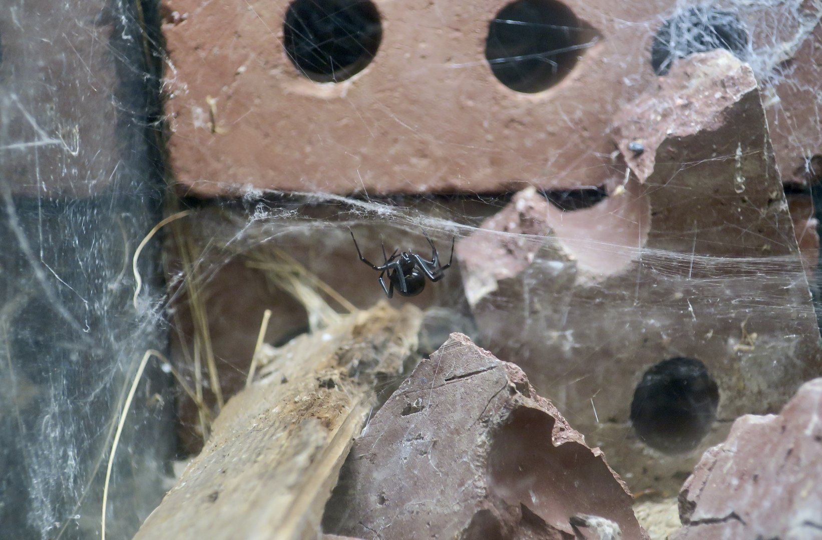 Arizona Black Hole Spider (Kukulcania arizonica)