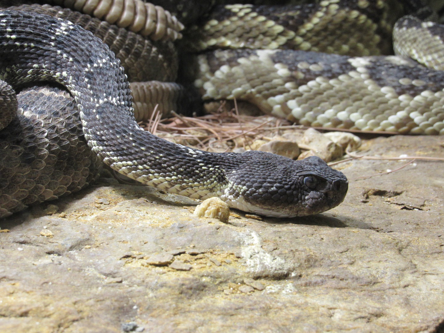 Arizona Black Rattlesnake - 5/9/23