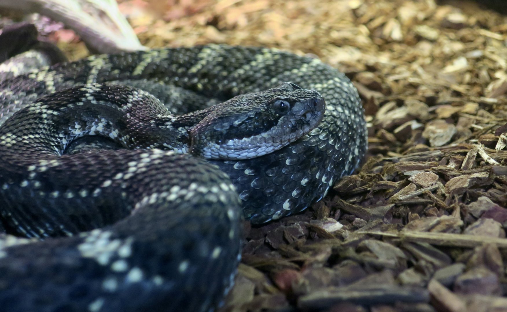 Arizona Black Rattlesnake (Crotalus cerberus)
