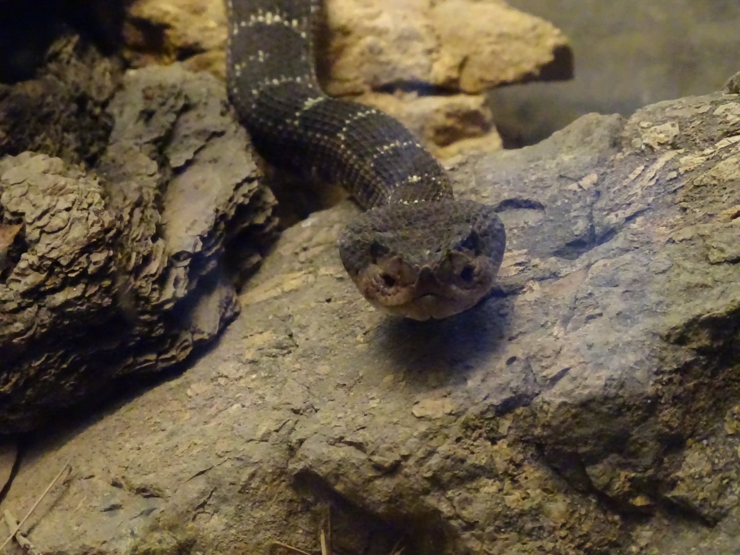 Arizona black rattlesnake (Crotalus cerberus)