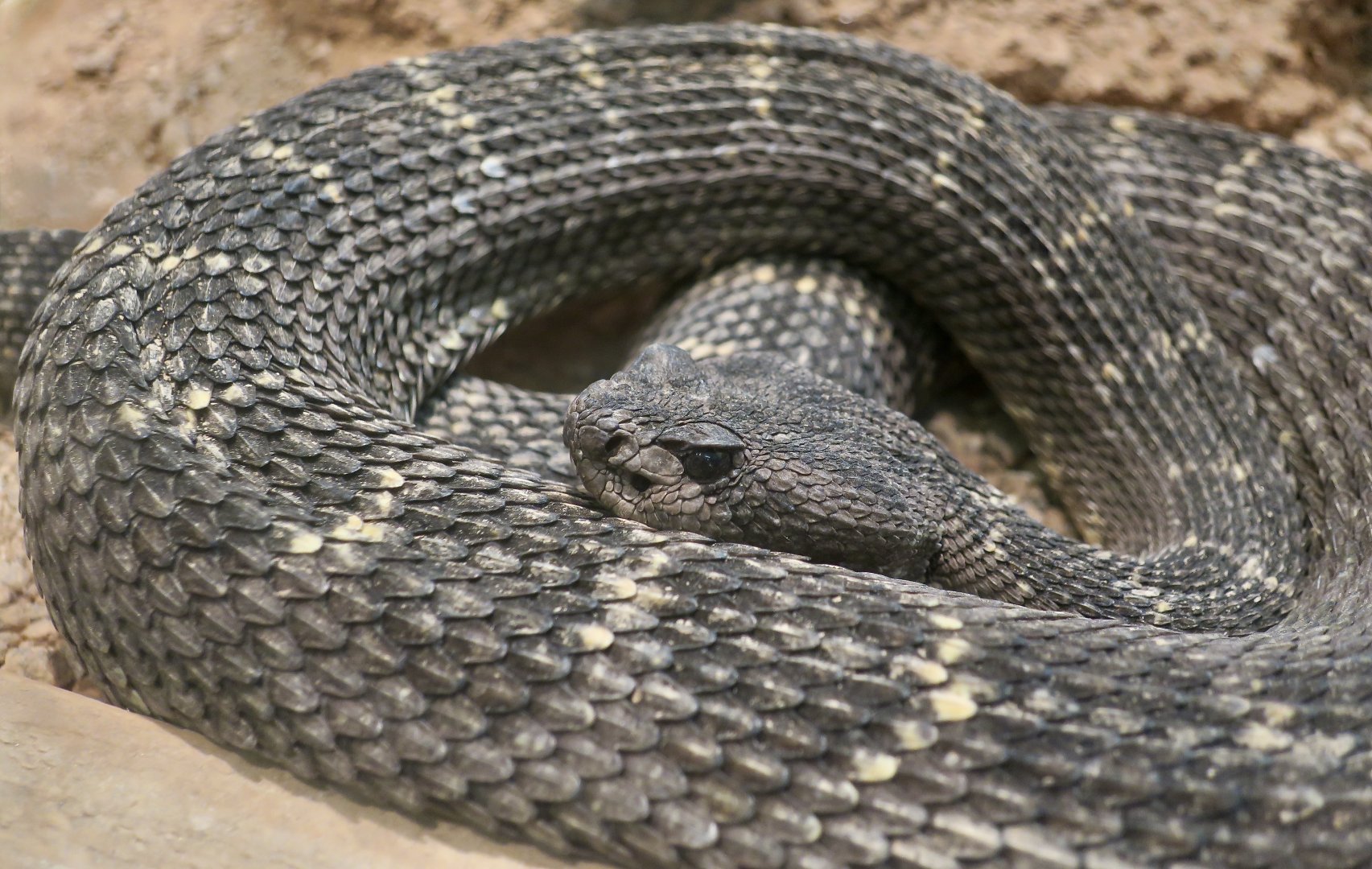 Arizona Black Rattlesnake (Crotalus cerberus)