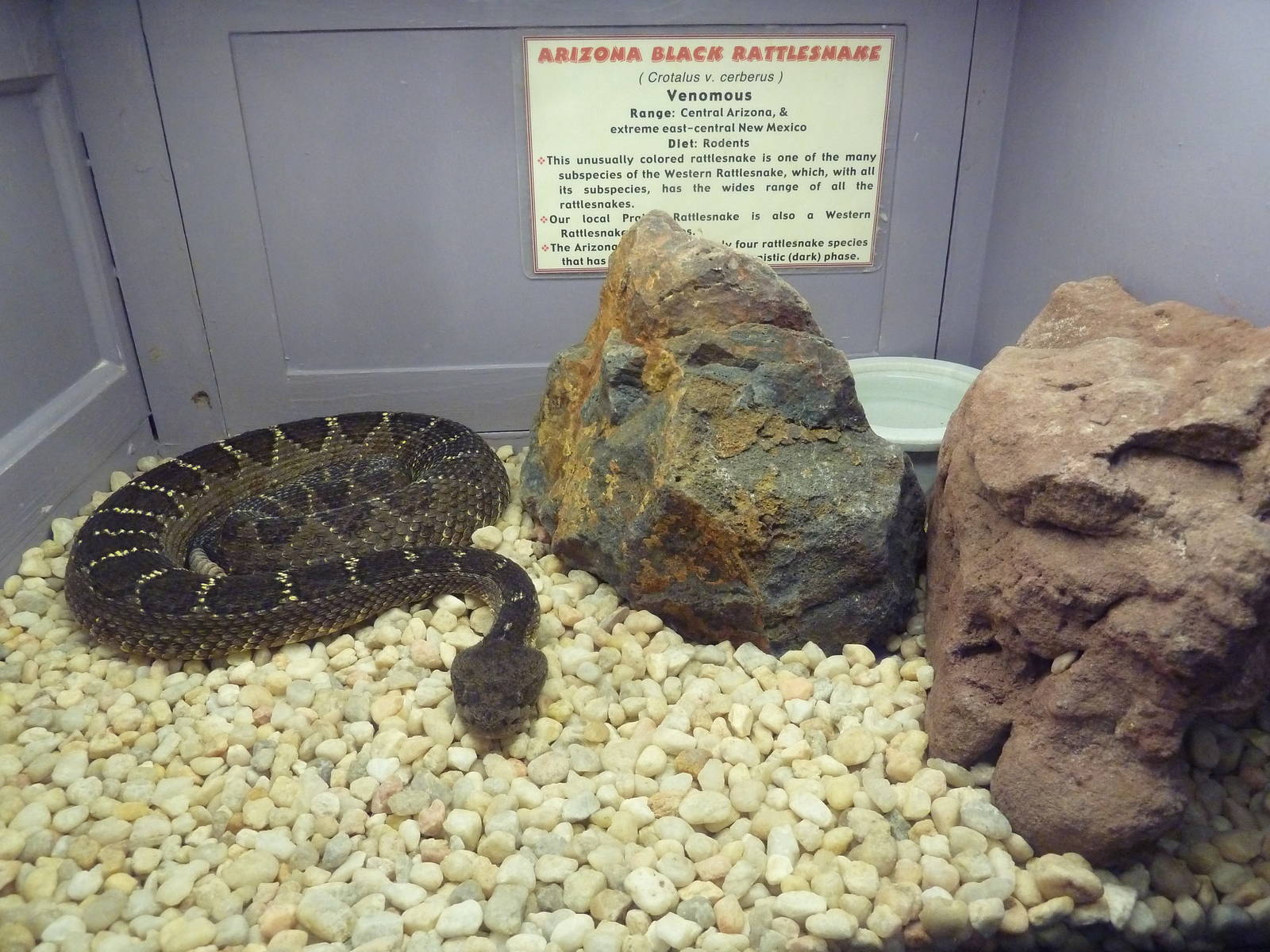 Arizona Black Rattlesnake Exhibit