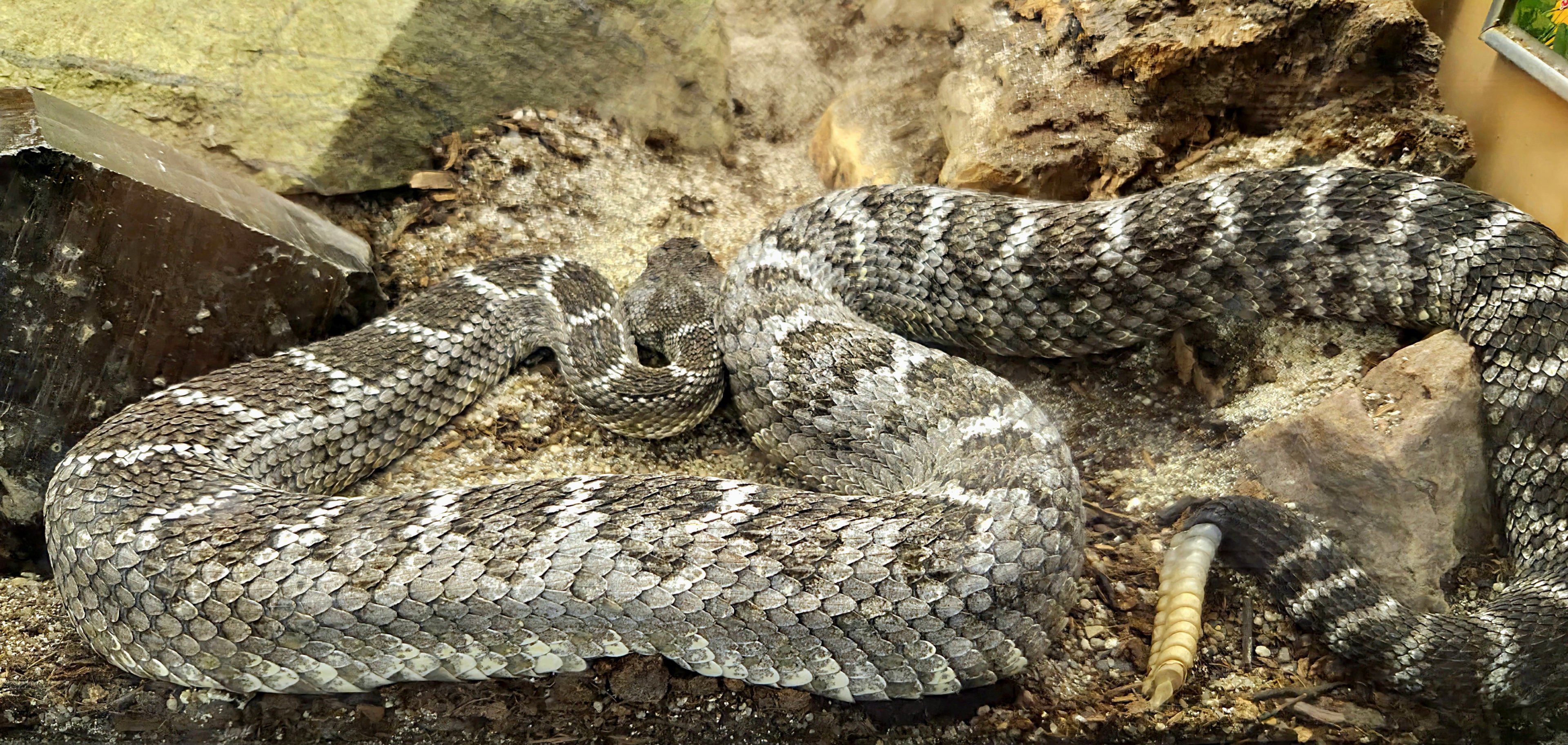 Arizona Black Rattlesnake-Reptile Gardens