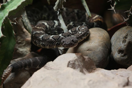 arizona black rattlesnake