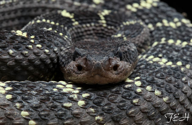 arizona black rattlesnake