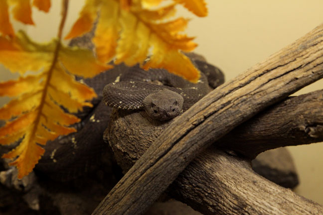arizona black rattlesnake