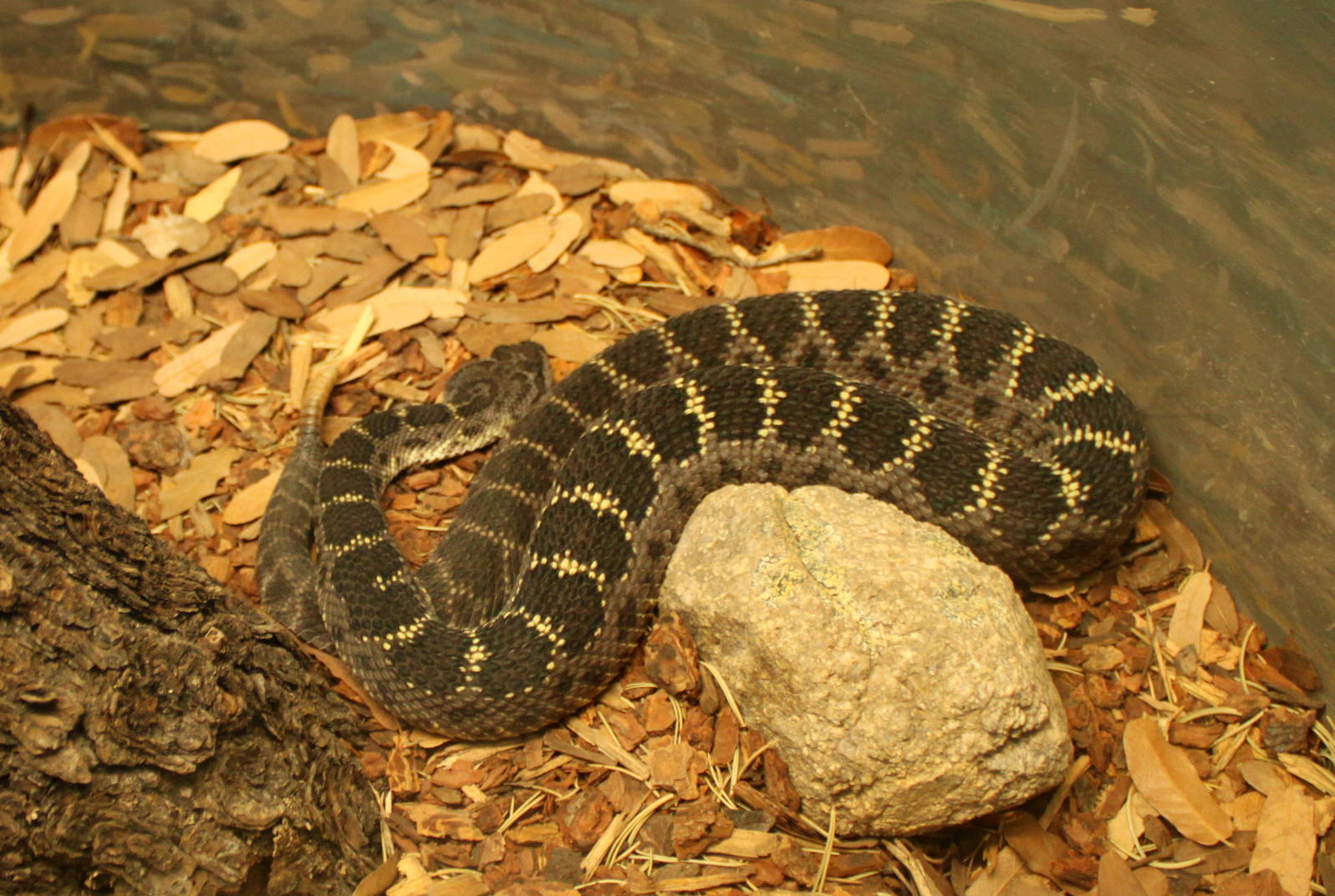 Arizona Black Rattlesnake