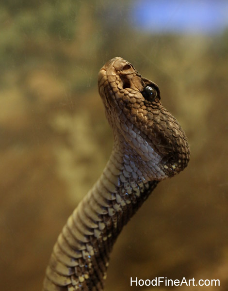Arizona black rattlesnake