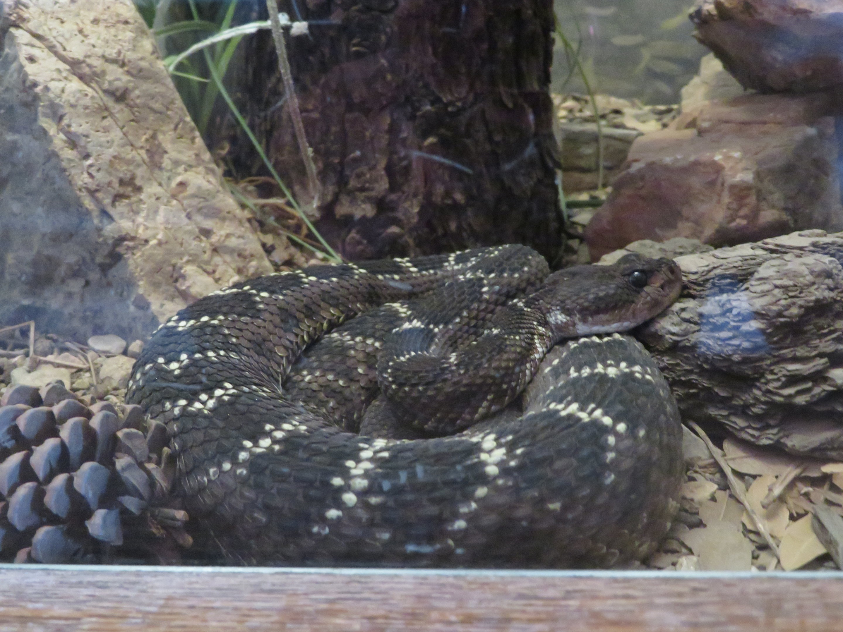 Arizona Black Rattlesnake