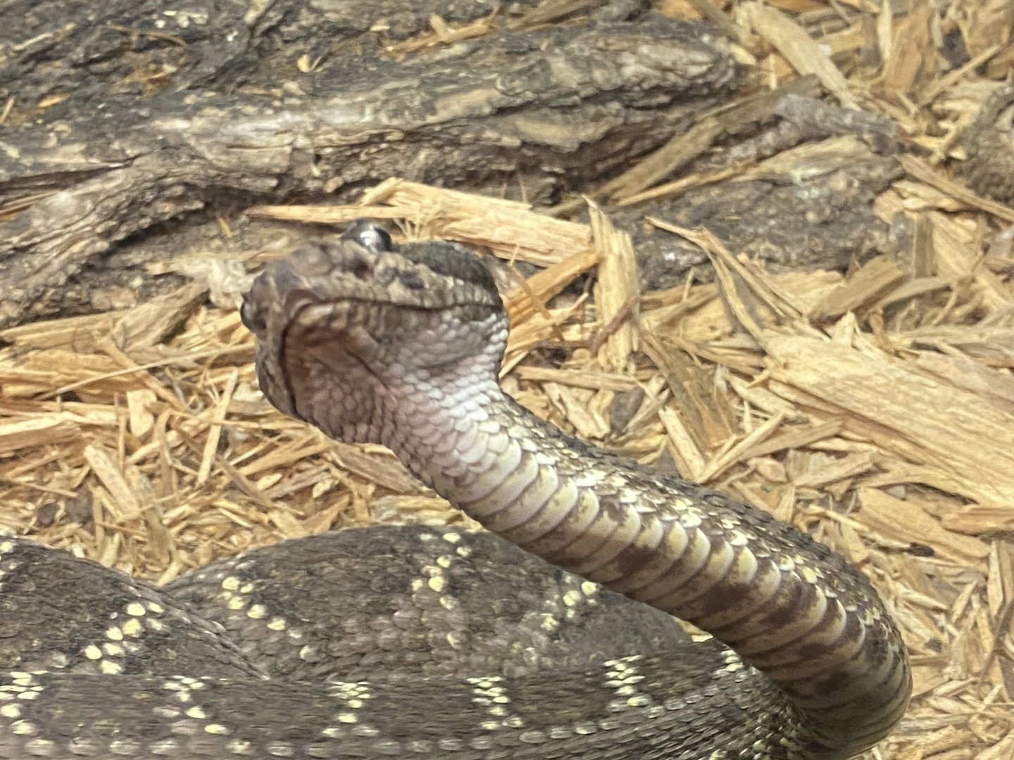 Arizona Black Rattlesnake